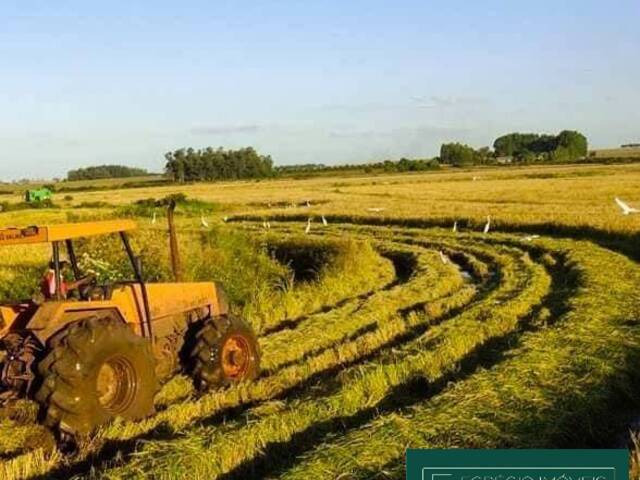 #111 - Fazenda para Venda em São Borja - RS - 2